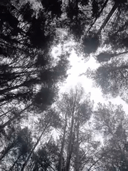 Woman documents morning forest walk in Chaikovsky, Russia