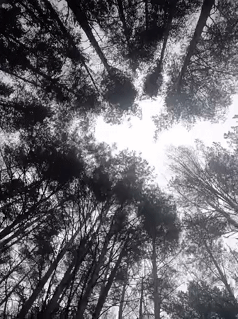 Woman documents morning forest walk in Chaikovsky, Russia