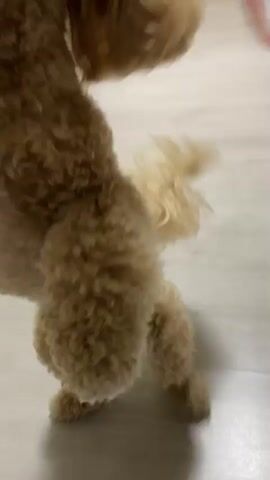 A small, fluffy tan poodle is playing tug-of-war with a person's hand holding a red and white rope toy. The dog is in a playful stance, with its front legs braced and its body leaning back slightly as it pulls on the toy. The person's hand is holding the toy firmly, and the dog's teeth are visible as it grips the rope. The background is a simple indoor setting with a light-colored floor and some blurred furniture in the distance. The video is shot from a slightly low angle, focusing on the interaction between the dog and the toy.