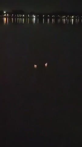The video shows a nighttime scene of two white birds, likely swans, floating on a dark body of water. In the distance, the lights of a shoreline with trees are visible. The birds are positioned in the middle ground of the frame and appear to be relatively close to each other. The water is calm, and the lighting is dim, suggesting the footage was captured after dark.