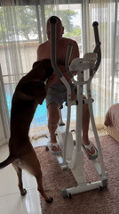 Dog joins owner's elliptical workout in Thailand