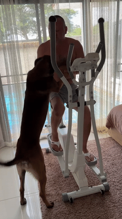 Dog joins owner's elliptical workout in Thailand
