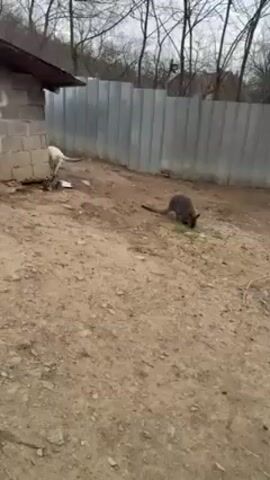 The video shows an outdoor enclosure. A small kangaroo is seen eating grass, then runs away. Another kangaroo appears briefly in the background. A peacock then appears, displaying its feathers. The enclosure is dirt, surrounded by a metal fence and some trees. There is a small brick structure visible on one side.