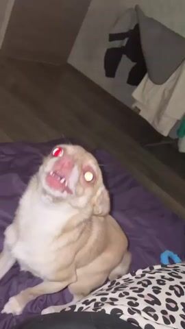 A chihuahua dog with red glowing eyes is on a bed. The dog is panting and its tongue is hanging out. The dog is looking at the camera. There are clothes in the background.