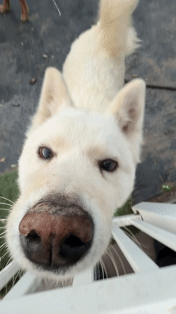Close-up photo captures white husky mix in Los Angeles