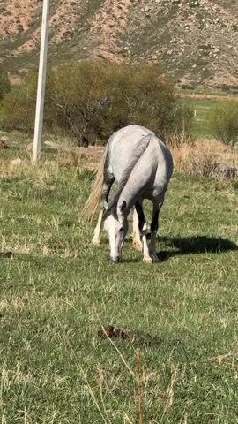 The video shows a dappled grey horse grazing in a field. The horse has a white face and black legs. The field is green with patches of dry grass. In the background, there is a telephone pole, trees, and a mountain. The horse is focused on eating the grass. Flies buzz around its face. The tail swishes occasionally.