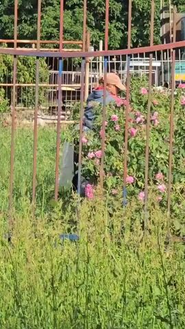 A vertical video shows a static outdoor scene with a rusty metal fence in the foreground, partially obscuring a large rose bush filled with pink blooms. Green grass and weeds grow at the base of the fence. A road sign for "Karnare" is visible behind the fence and rose bush at the beginning of the clip. A person wearing a light-colored hat and a blue shirt or jacket emerges from behind the rose bush, reaching into it as if picking flowers. A light blue truck is partially visible in the background to the right of the rose bush.