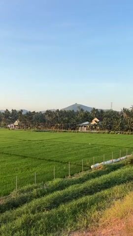 The video pans across a vast, lush green rice field under a clear blue sky. In the background, a dense line of palm trees separates the fields from a village with scattered houses and a prominent transmission tower. Beyond the village, rolling hills form a hazy silhouette against the horizon, with the setting sun casting a warm, golden glow on the sky. The foreground shows a grassy embankment with a simple wire fence. The camera movement is smooth and steady, offering a panoramic view of the rural landscape.