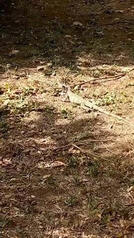 The video shows a large iguana on a patch of dry ground littered with leaves and twigs. The iguana is light gray and greenish in color. It is mostly still, but looks around. The scene is outdoors with sunlight filtering through trees, casting shadows on the ground.