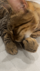 Tabby cat grooming session captured on couch in Votkinsk