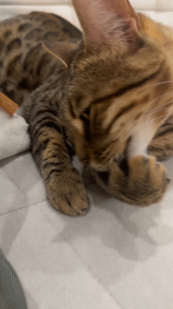 Tabby cat grooming session captured on couch in Votkinsk