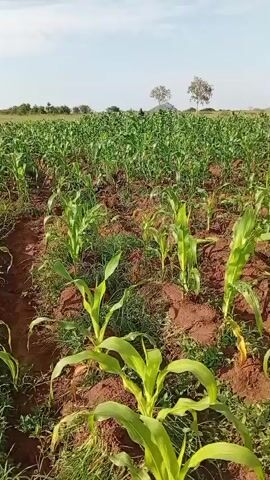 The video shows a drone shot, panning across a field of young corn stalks. The plants are green and healthy, with some weeds interspersed between them. The soil appears to be a rich, dark brown. In the background, a few trees are visible, along with a hazy horizon. The sky is blue with a few scattered clouds. The overall impression is one of a fertile agricultural landscape.