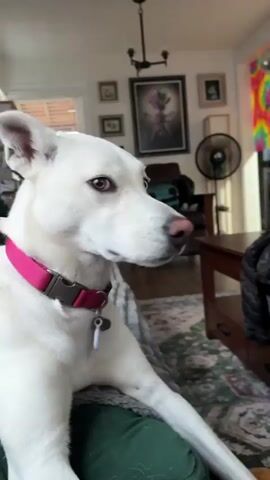 A medium shot shows a white dog with a pink collar looking to the right. A person's hand enters the frame from the left and pets the dog's head and behind its ear. The dog then looks up at the person with its mouth open, appearing to bark or yawn. The background is an indoor living room with furniture, a rug, and framed pictures on the wall.