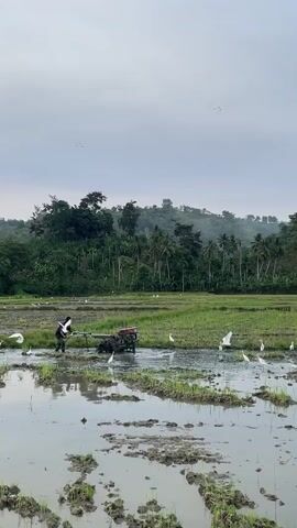 A person is walking through a flooded rice paddy, pushing a tiller machine. The machine is cultivating the mud. Several white birds are scattered throughout the paddy, some in the water and some on the land. In the background, there is a dense green forest with palm trees covering a hill. The sky is overcast.