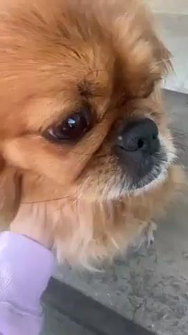 A person is petting a small, fluffy, brown dog on what appears to be a concrete surface, possibly a porch or patio. The dog has a somewhat flat face with a black nose and dark eyes. The person's hand is visible, wearing a light purple sweater or sweatshirt, and their nails are painted a light pink. The dog is looking slightly downwards, and the person gently pets its fur under the chin.