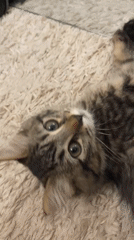 Tabby cats filmed playing on carpets in Marrakesh