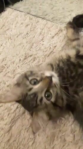 Tabby cats filmed playing on carpets in Marrakesh