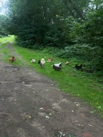 A group of chickens are gathered on the side of a dirt path. The path is lined with green grass and trees. Some of the chickens are pecking at the ground, while others are standing still. The chickens are of various colors, including brown, white, and black. The scene is outdoors and appears to be in a rural or wooded area.