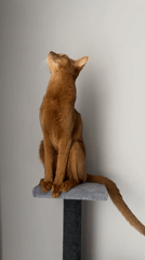 Abyssinian cat plays on tree structure in Kazan home
