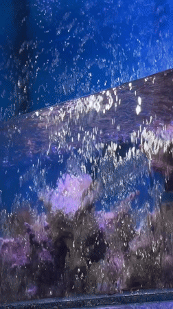 Tourist documents aquarium visit and beach walk in Đà Nẵng