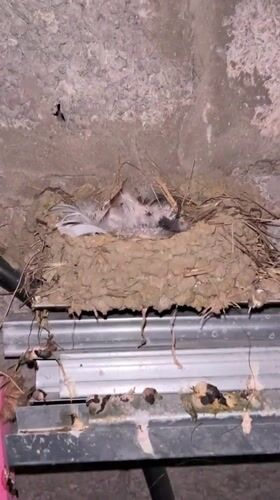 Morning observations capture wildlife, pets, sports equipment in Kaspiysk