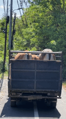Truck transports cattle on tree-lined road in Kuta Selatan