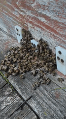 Beehive activity up close in a Russian village