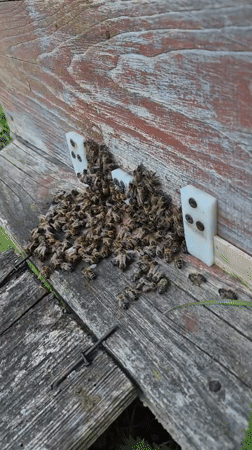 Beehive activity up close in a Russian village