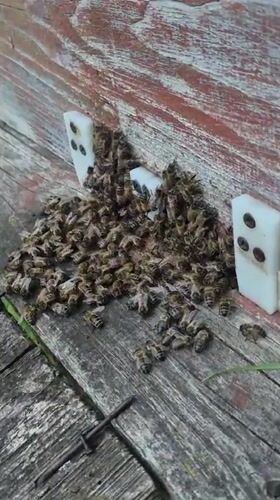 Beehive activity up close in a Russian village