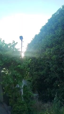 A video shows an outdoor scene with lush green foliage and a bright sky. A tall pole with a dark object on top, possibly a light fixture or speaker, stands in the middle of the frame. The sun is shining brightly, casting rays through the leaves and creating a hazy effect. The overall atmosphere is serene and natural.