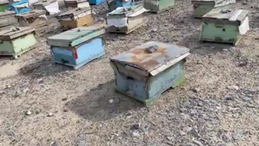 The video shows a large number of beehives placed on a rocky, barren ground. The hives are rectangular wooden boxes, painted in various colors like blue, green, and white. Some of the hives have tattered or worn coverings on top, with a few even having rocks placed on them. In the background, there are remnants of what appears to be a dilapidated structure. The scene is set outdoors under daylight.