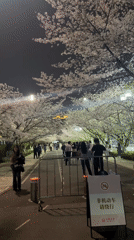 Nighttime cherry blossom viewing draws crowds in Shanghai