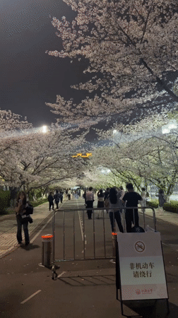Nighttime cherry blossom viewing draws crowds in Shanghai