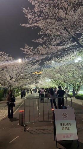 Nighttime cherry blossom viewing draws crowds in Shanghai