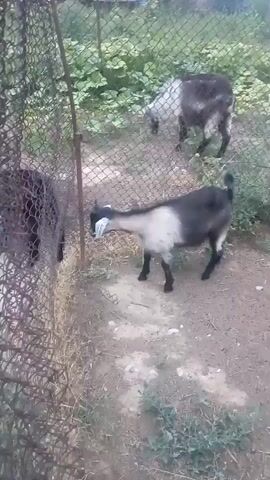This is a short, shaky video of three goats in an outdoor enclosure. The enclosure appears to be fenced with wire mesh. In the foreground, a black and white goat is standing facing a chain-link fence, and appears to be chewing on something attached to the fence. To the left, mostly obscured by the fence, is a dark-colored goat. In the background, further away from the fence, is a lighter colored goat, also with dark patches. The ground is dirt and gravel, with some dry grass and green plants visible.
