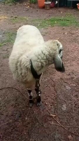 The video shows a close-up of a sheep's leg. The sheep has black markings on its legs. A hand is holding a rusty metal chain that is attached to the sheep's leg. The ground is dirt and some grass is visible in the background. The lighting suggests it is daytime.