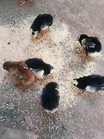 The video shows a group of baby chicks pecking at food scattered on the ground. The chicks are of varying colors, with some being black and white, and one being brown. They are clustered in a circle, all focused on the food. The ground appears to be made of dirt or concrete and is covered with what looks like wood shavings or some other type of feed. The lighting suggests it is daytime.
