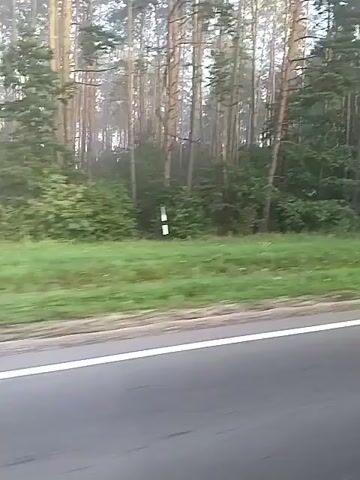 The video shows a view from a moving vehicle on a paved road. The road has a white line marking its edge. To the right of the road is a grassy embankment, beyond which is a dense forest of pine and deciduous trees. The trees are tall and slender, with a mix of green foliage and bare trunks. The lighting suggests it is daytime, possibly overcast or early morning, as the light appears diffused and soft. There are no people or other vehicles visible. The camera angle is low, looking out to the side.