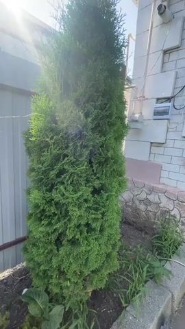 A tall, green evergreen tree stands in a garden bed next to a gray metal fence. To the right of the tree is a brick wall with an electrical box attached. Several smaller plants and weeds grow in the garden bed around the base of the tree. The sun is shining, casting a glare on the scene.