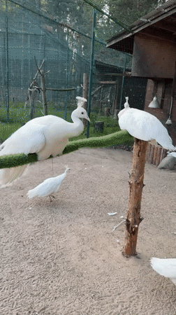 White peacocks and wild dogs at a wildlife park