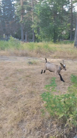 Goats graze and play at a rural property in Sokolovo, Russia