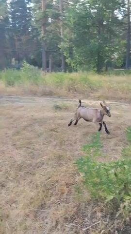The video shows a young goat with light brown and white fur, wearing a blue collar, in a grassy area with scattered trees. The goat is seen running and then grazing on some green foliage. The environment appears to be a natural, outdoor setting.