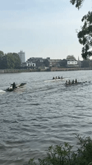 Morning rowing crews train on London river alongside local wildlife