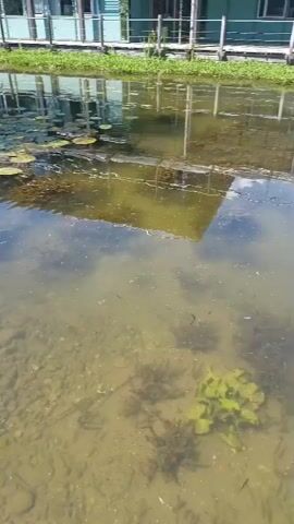 The video shows a pond with lily pads and aquatic plants. The water is murky and you can see the rocky bottom in some areas. A modern building with a lot of glass windows is reflected in the water. The building appears to be elevated on stilts over the water, and there is a walkway or deck in front of it. The sky is bright and sunny, suggesting it is daytime. There are no people visible in the video.