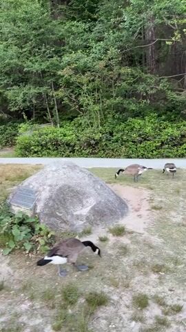 The video shows a flock of Canadian geese on a grassy area next to a gravel path and a wooded hillside. In the foreground, several geese are foraging. One goose stands near a large, grey rock with a plaque. In the middle ground, more geese are scattered across the grass, some eating and others resting. In the background, the path runs alongside the base of the hill, which is covered in dense green trees and bushes. The overall impression is of a natural outdoor setting where a group of geese are peacefully grazing.
