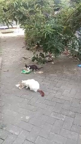 Two cats are eating food on a paved area under trees. One cat is white with a brown tail and is positioned in the foreground. The second cat is black and white and is in the background. The food is on pieces of paper spread on the ground. The environment appears to be outdoors.