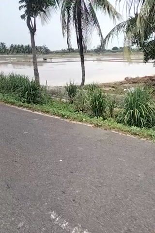 This is a video of a flooded rice paddy in a rural area, viewed from a roadside. A dark asphalt road runs along the right side of the frame, with a strip of green grass and vegetation between the road and the paddy. The paddy itself is a large expanse of water, reflecting the overcast sky. In the distance, there are some scattered trees and what appear to be small structures or equipment in the water. The video is shot from a moving vehicle, as evidenced by the slight blur and the changing perspective. A coconut tree is visible in the upper left corner, its fronds swaying gently. The overall impression is one of a serene, natural landscape, possibly after a recent rainfall.