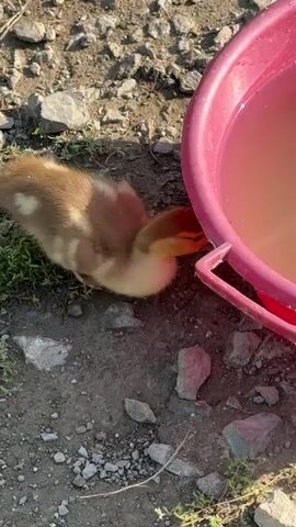 A fluffy duckling with brown and yellow feathers is on the ground. It is looking down at the ground near a red bucket filled with water. The duckling then turns and walks away from the bucket. More ducklings appear in the background, gathered around a white bowl. The ground is covered with small rocks and some sparse green plants.