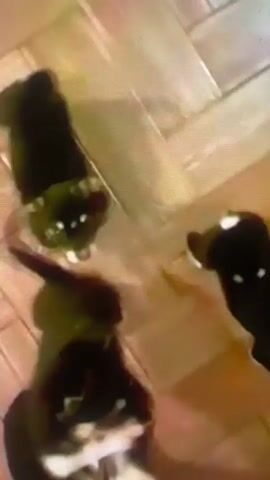 The video shows a pair of small black and white dogs, possibly puppies, on a light brown herringbone patterned floor. A person wearing dark socks stands nearby. The dogs move around the person's feet.