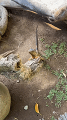 Wildlife sanctuary animals observed in Sukawati, Indonesia